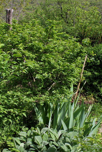 Ulmus parvifolia (= Ulmus chinensis) - orme de Chine 22003426151_c4d243df23