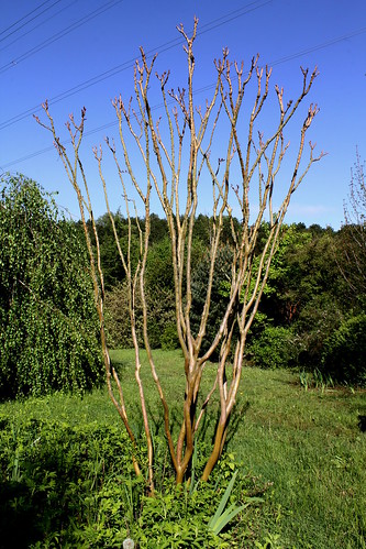 Lagerstroemia indica - Page 2 22083376432_36618cc028