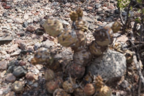 argentinien articulatus cacti cactus fnrrb3352 ka4643s kakteen kaktus larioja platyacanthi rb3352 sanogasta standort tephrocactus