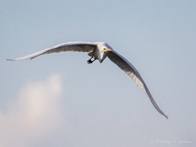 Great White Egret in Flight No. 5 [Explored 2014-12-06]  - Silberreiher im Flug Nr. 5 (Uli)