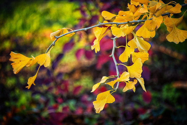 Autumn Interlude - Essence of Gold