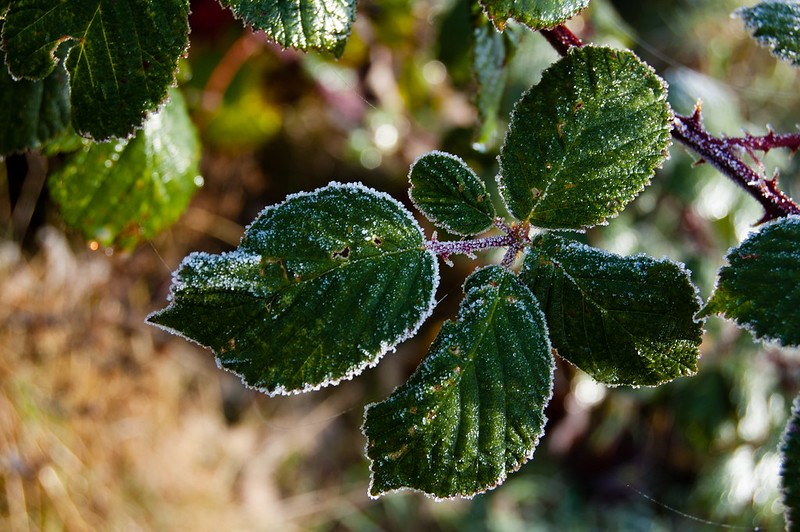 Bramble leaves, frosted
