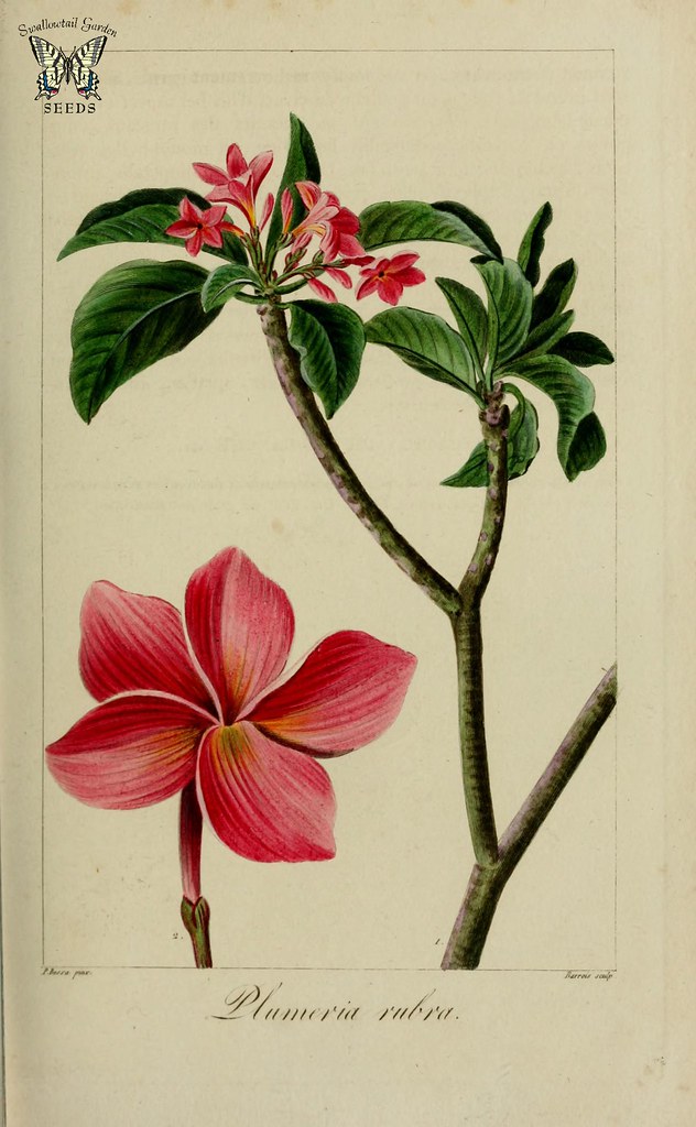 Corner composition of plumeria flowers and... - Stock Illustration  [98686550] - PIXTA