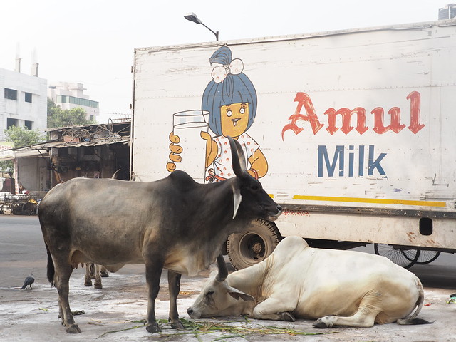 Holy Cow Ahmedabad Old Town Gujarat India Heilige Kuh Indien (c)