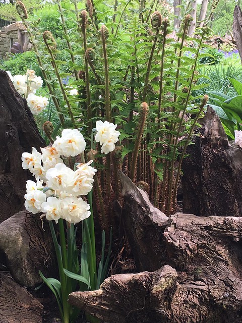 Narcissus, Fern and Stumps (iPhone 6s)
