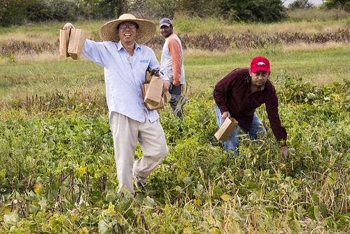 Southern Pea Breeding | by Ark. Agricultural Experiment Station