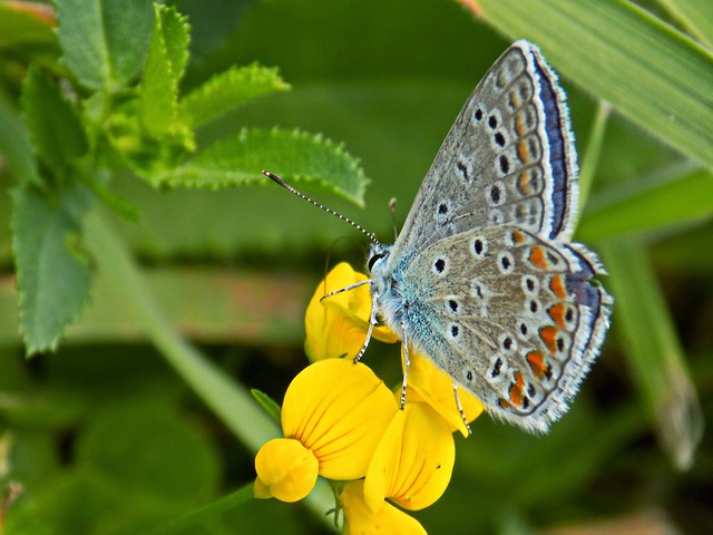 Common blue (Male) ( Polyommatus icarus ) Икарова синевка(Мъжка)