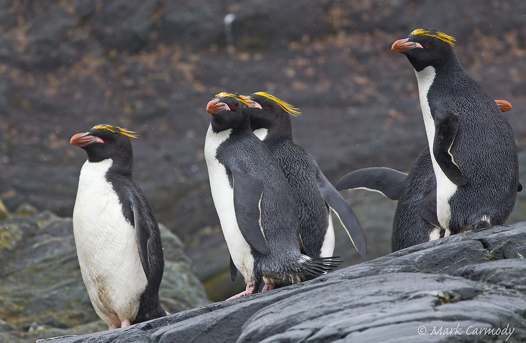 34 Species of Black and White Bird Names (ID, Photos) -  Crested Penguin (Eudyptes chrysocome)
