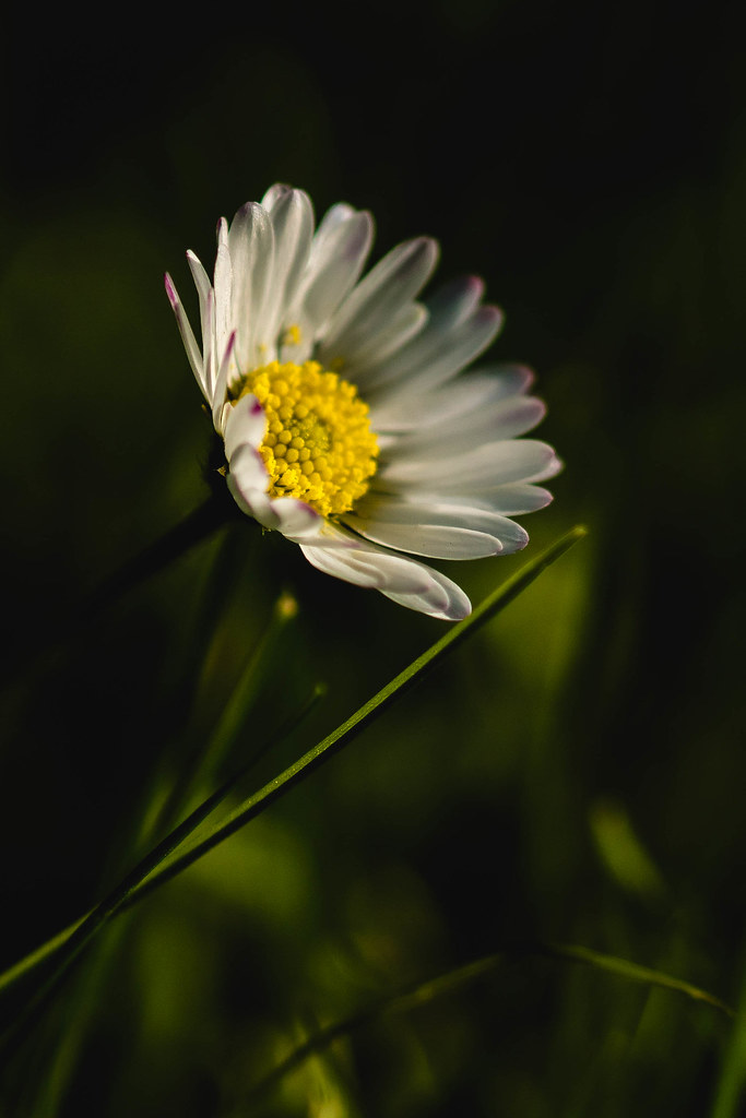 Daisy out of the dark