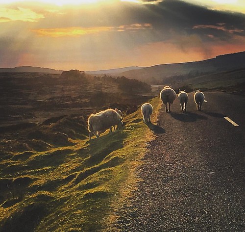 road ireland sunset dublin square sheep squareformat iphone 2016 sallygap iphoneography instagramapp