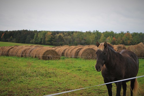 horse pet pony farm animal rural country