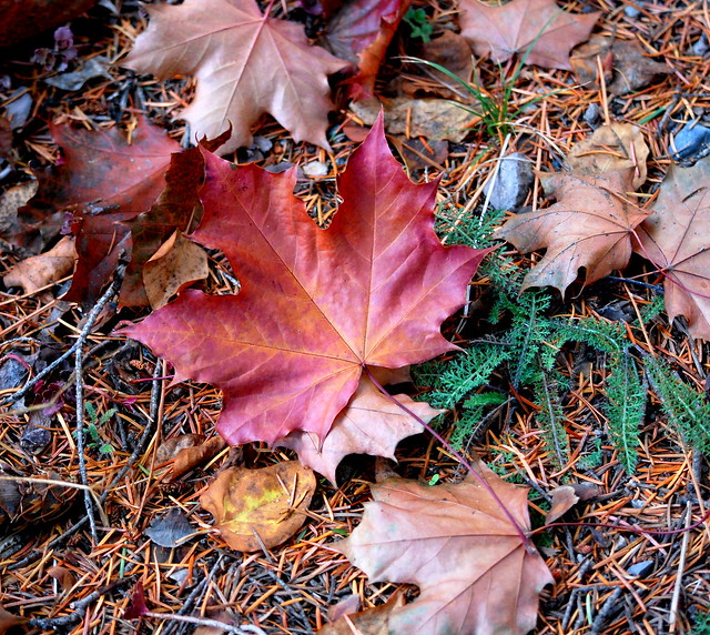 RICH IN COLOR, THE LAST MAPLE LEAF DRIFTING TO EARTH TO JOIN IT'S KIN.