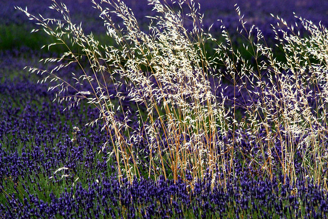 Lavender and Wheat
