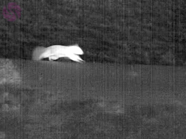 Squirrel – thermal video