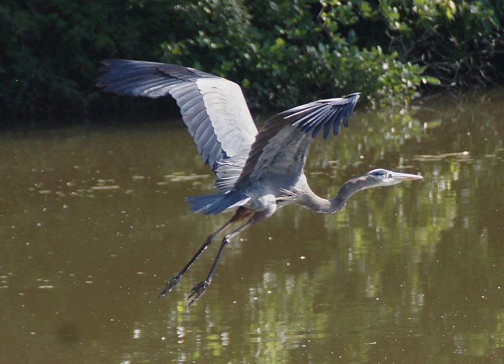 Heron sequence in order 5
