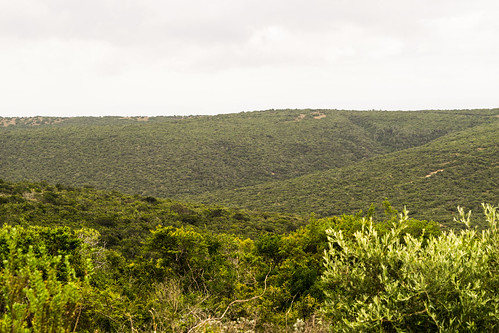 nature landscape addo bush view bosveld