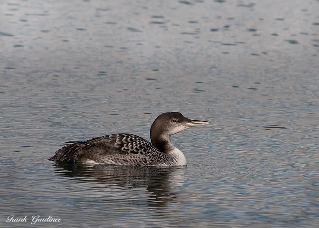 Great Northern Diver (winter)