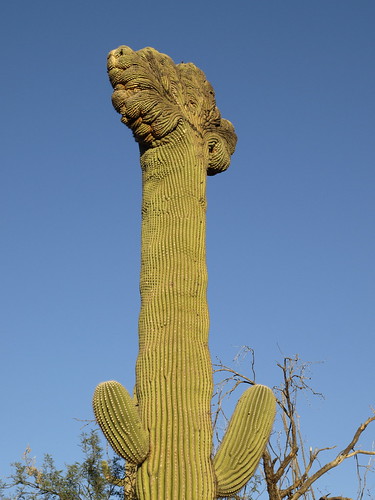 carnegieagigantea cactus carnegieagiganteafcristate crestedsaguaros crestedcactus cristatecactus sunset goldenhour sunsetlight saguaronationalparkrinconmountaineastdistrict saguaronationalparkeast saguaronationalparkrinconmountaindistrict saguaronationalpark garwoodtrail garwoodtrail20141116 saguaro rinconmountains rincons