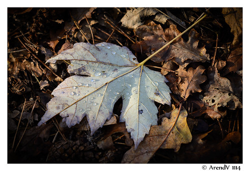 autumn leaf - herfstblad | by Arend Vermazeren