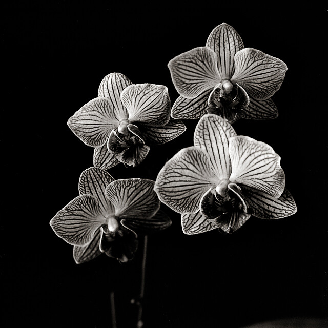 Orchids study