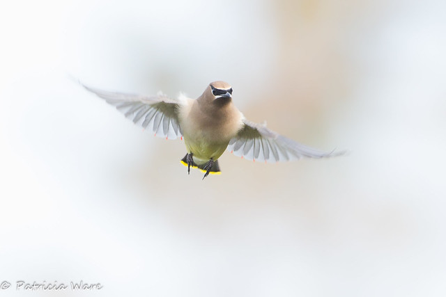 Waxwing takes Wing