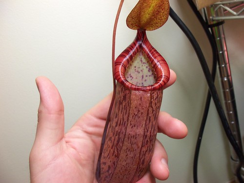 Nepenthes spectabilis giant x ventricosa | by Discus01