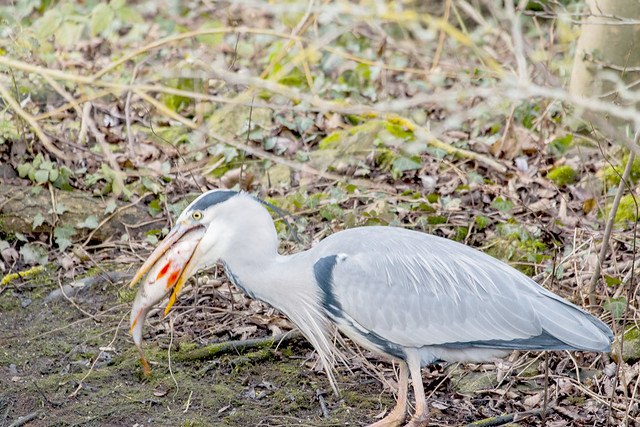 Grey Heron with Perch at Nene Park Trust 20/01/15