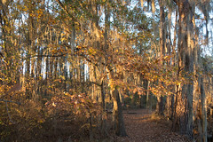 Phinizy Swamp Trail