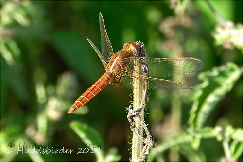 scarlet dragonflies panasonic gambia broad 2014 fz1000 farakunku