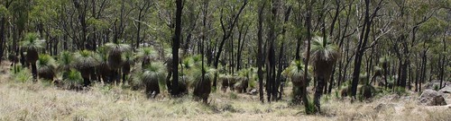 trees australia