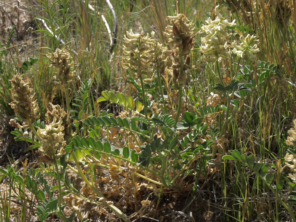 Canada milkvetch, Astragalus canadensis var. brevidens
