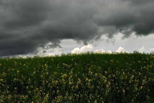Rape Field at Church Lane | by richwat2011