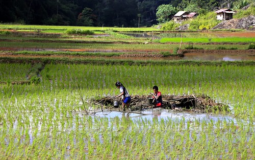 rizière rice children tanatoraja sulawesie indonesie