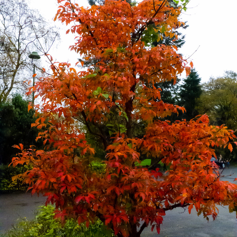 Paperbark maple, Bantock Park