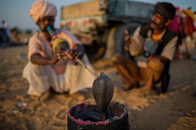 snake charmers in the Pushkar Camel Fair