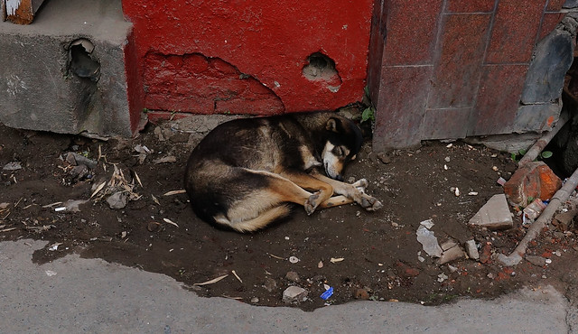 Sleeping street dog, Kathmandu