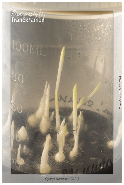 Ophrys marzuola (2013)