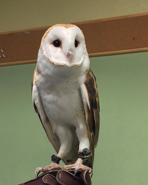 Barn Owl, from the Knoxville Zoo