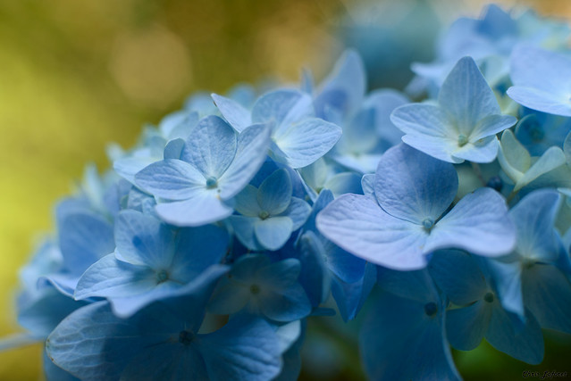 Hydrangea Flowers #5