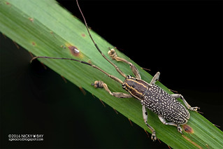 Longhorn beetle (Grammoechus atomarius) - DSC_0615