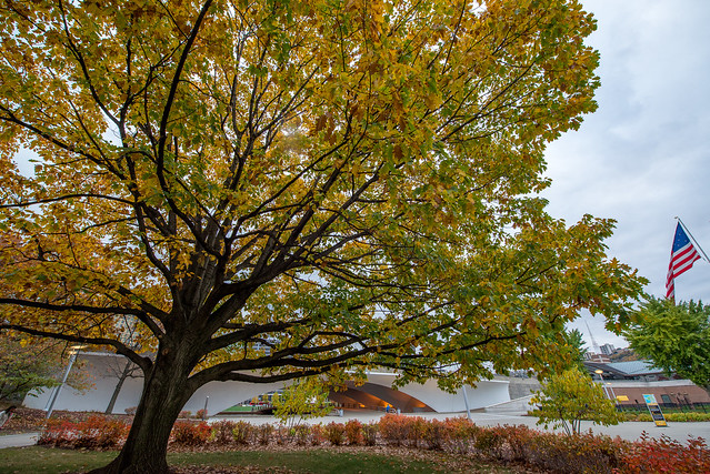 A fall tree in Point State Park in Pittsburgh