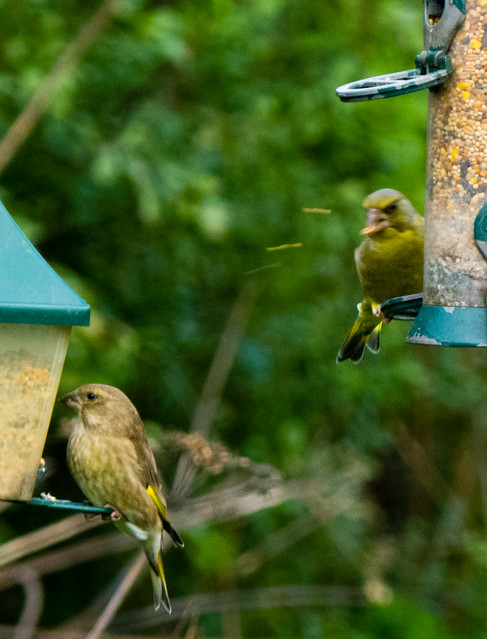 Greenfinches, Northycote bird feeders