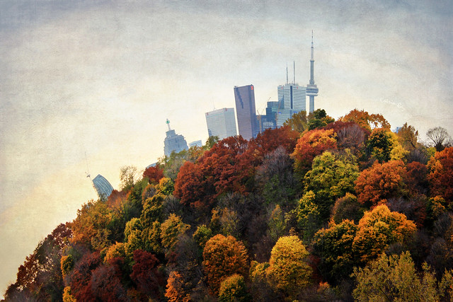 Autumn Forests of Toronto Planet