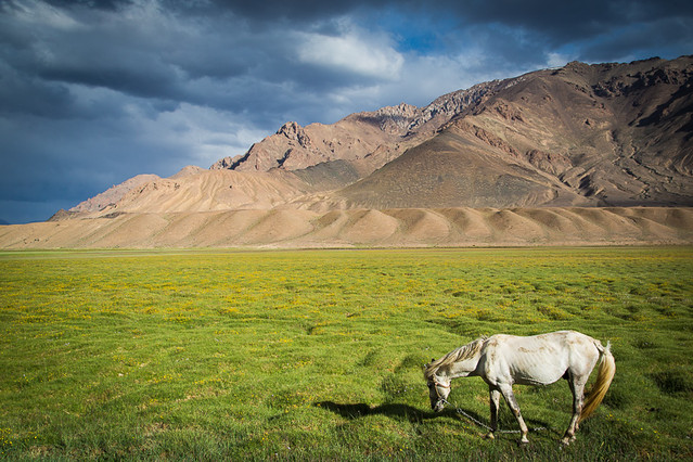 White horse in field in front of mountain near Murghab, Tajikistan