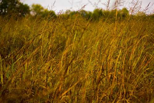 field grass texas bayou mckinney