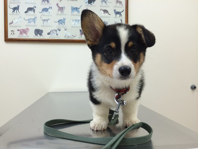 First vet visit.