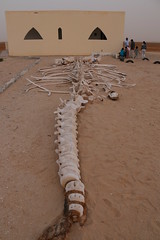 Squelette de baleine
