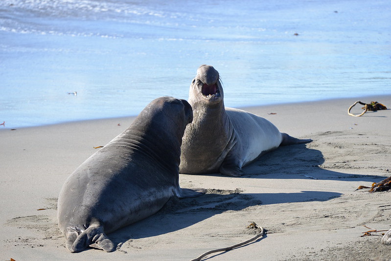 Male Elephant Seals on the way to a fight