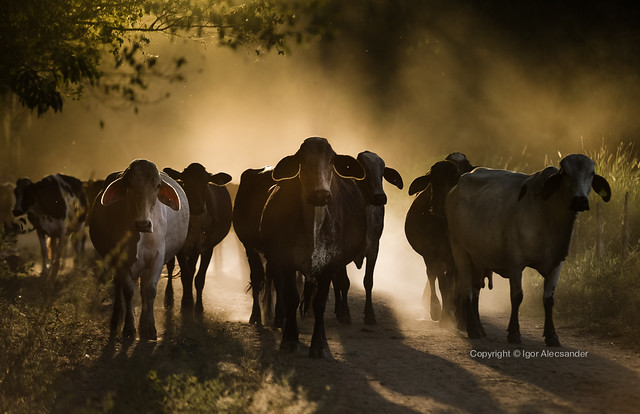 vida de gado