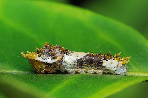 macro k3 caterpillar larva insect bug nature closeup justpentax raynoxdcr250 pentax mikaandrianoelison